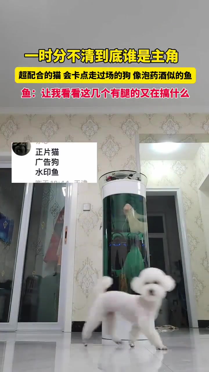 配合的猫，走过场的狗，看戏的鱼