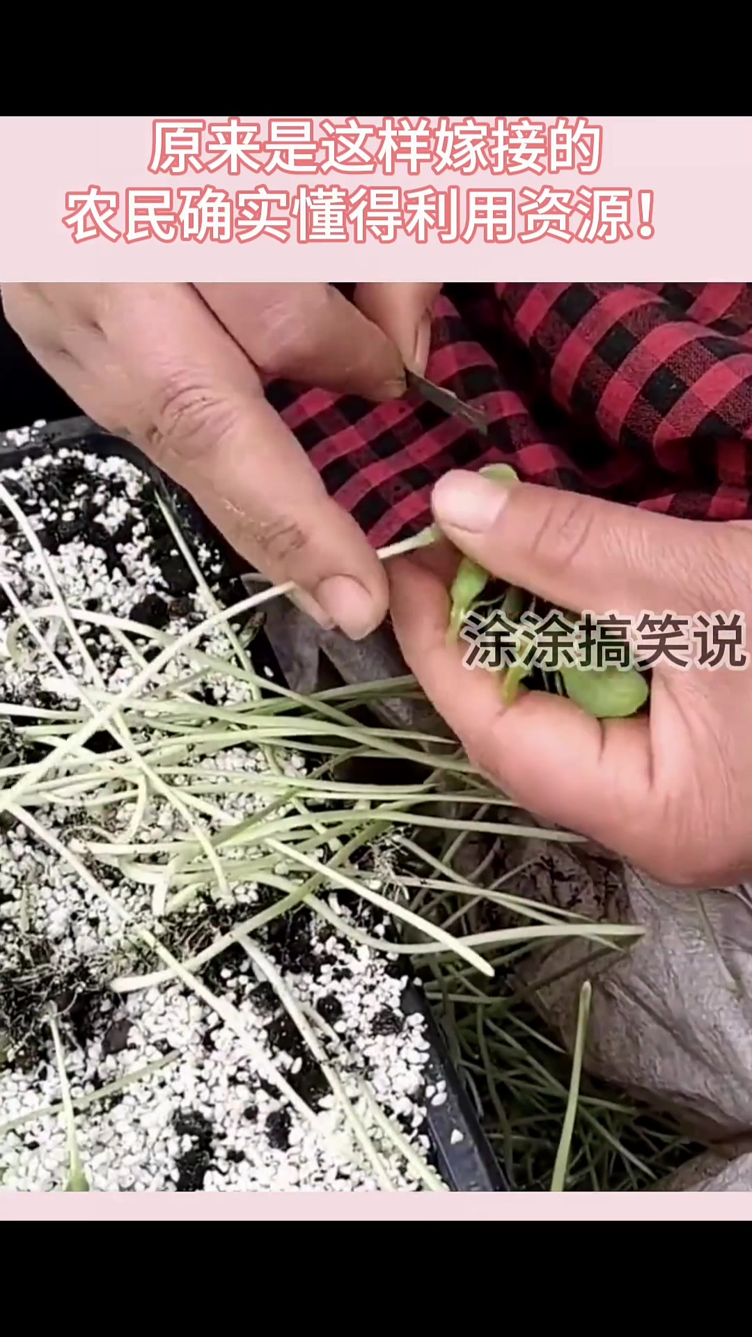 山东盛产大量西瓜，原来是这样嫁接的，农民确实懂得利用资源！