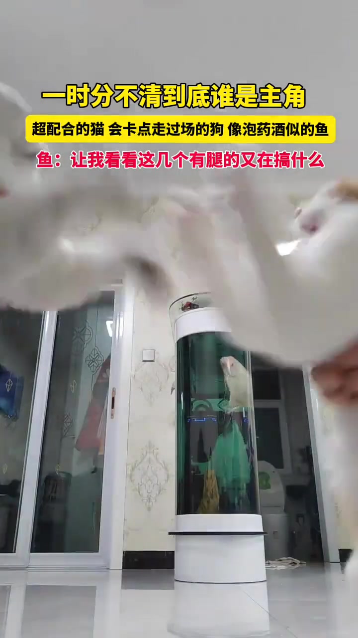 全踩上点了！正片猫，广告狗，水印鱼！这鱼啥品种