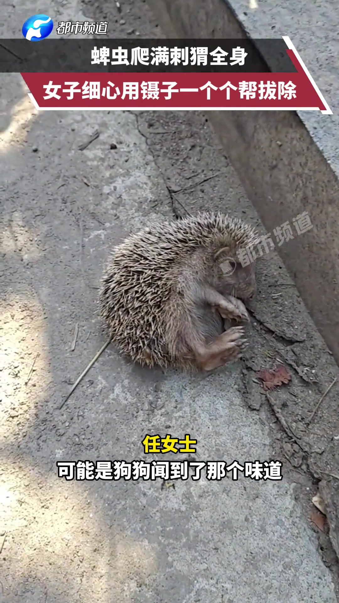 蜱虫爬满刺猬全身女子细心用镊子一个个帮拔除