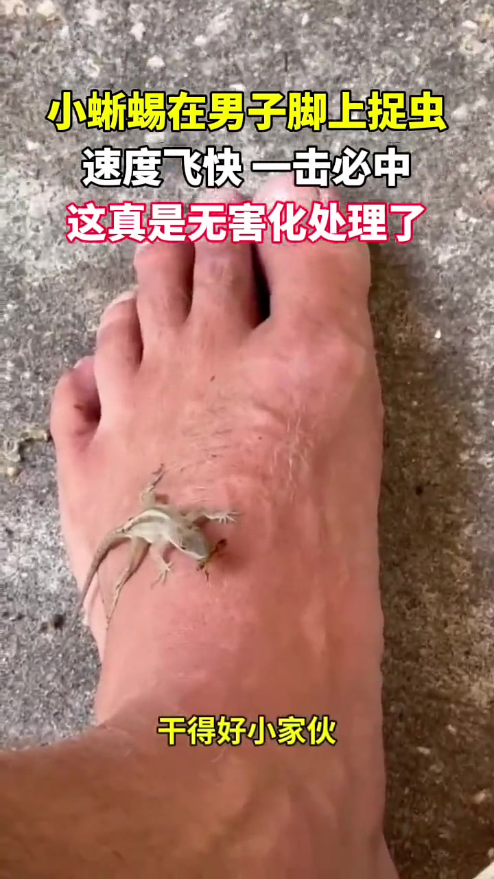 蜥蜴：等我瞄准一下！！