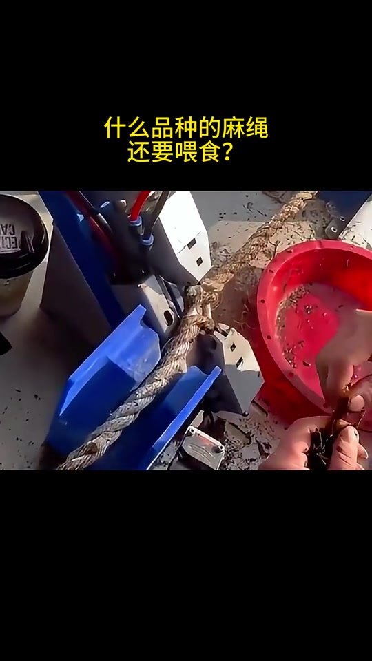 什么品种的麻绳，还要喂食