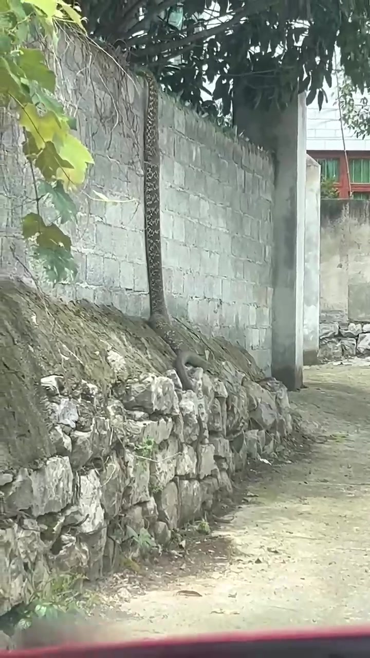 在农村生活，最怕的就是院里屋里会来“不速之客”