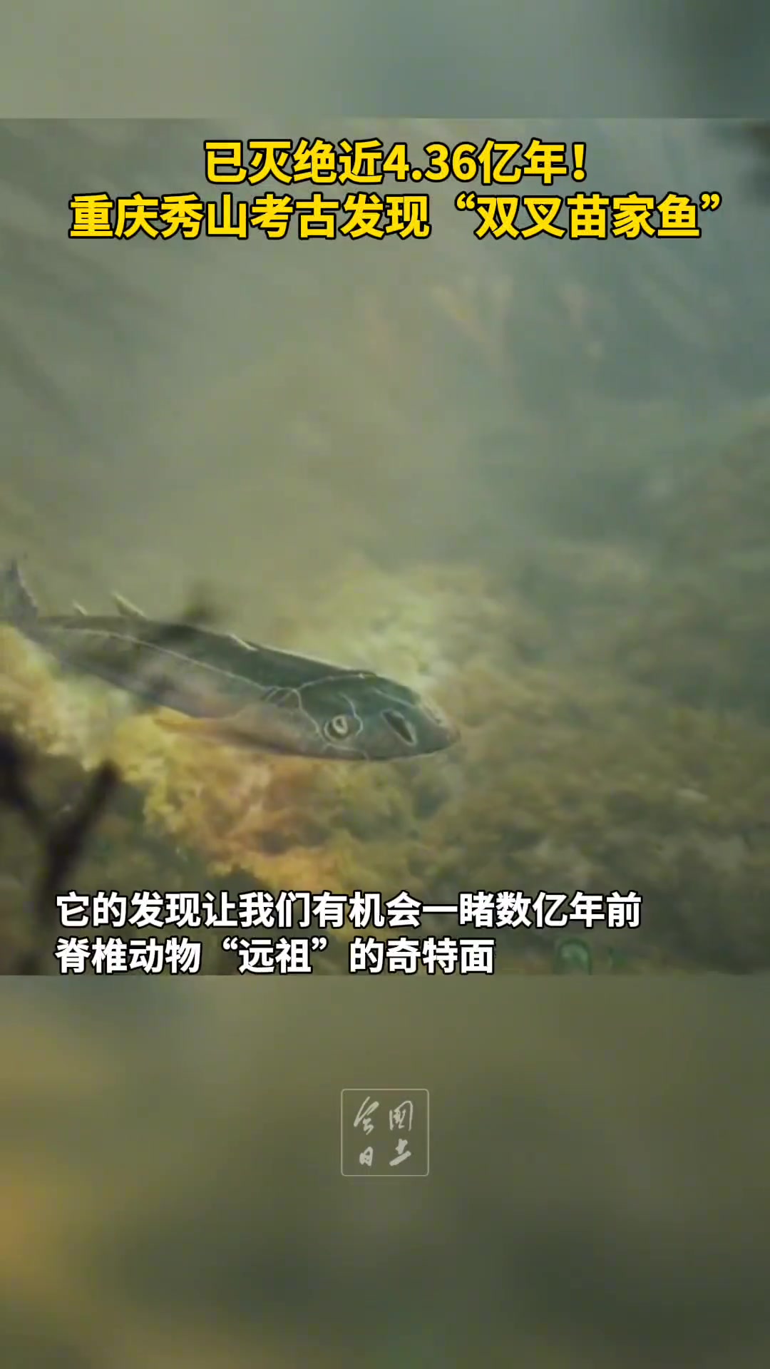 鱼这4亿多年你们都干嘛去了！！