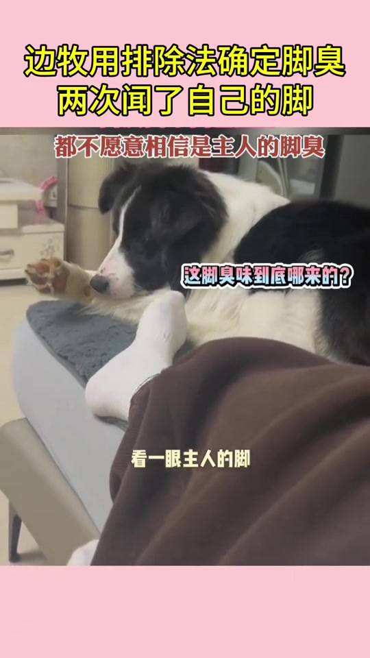 滂臭！他甚至闻了两次自己的脚才怀疑你的！