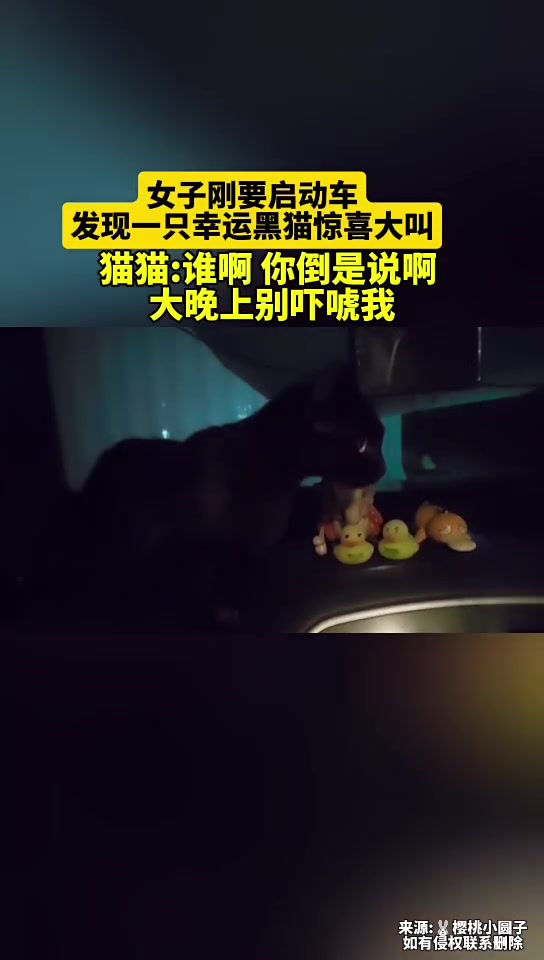车内进“贼”了这在晚上根本看不出来！原来是贼可爱！