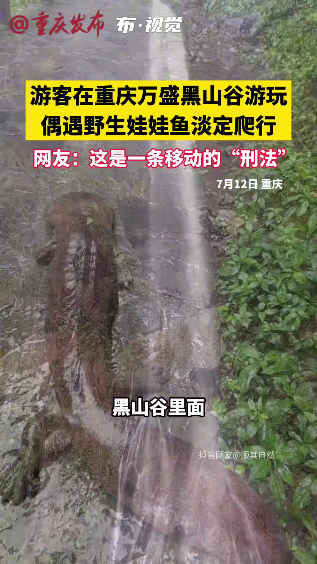 刚开始还以为是异形！结果是易刑！野生娃娃鱼在路上淡定爬行！