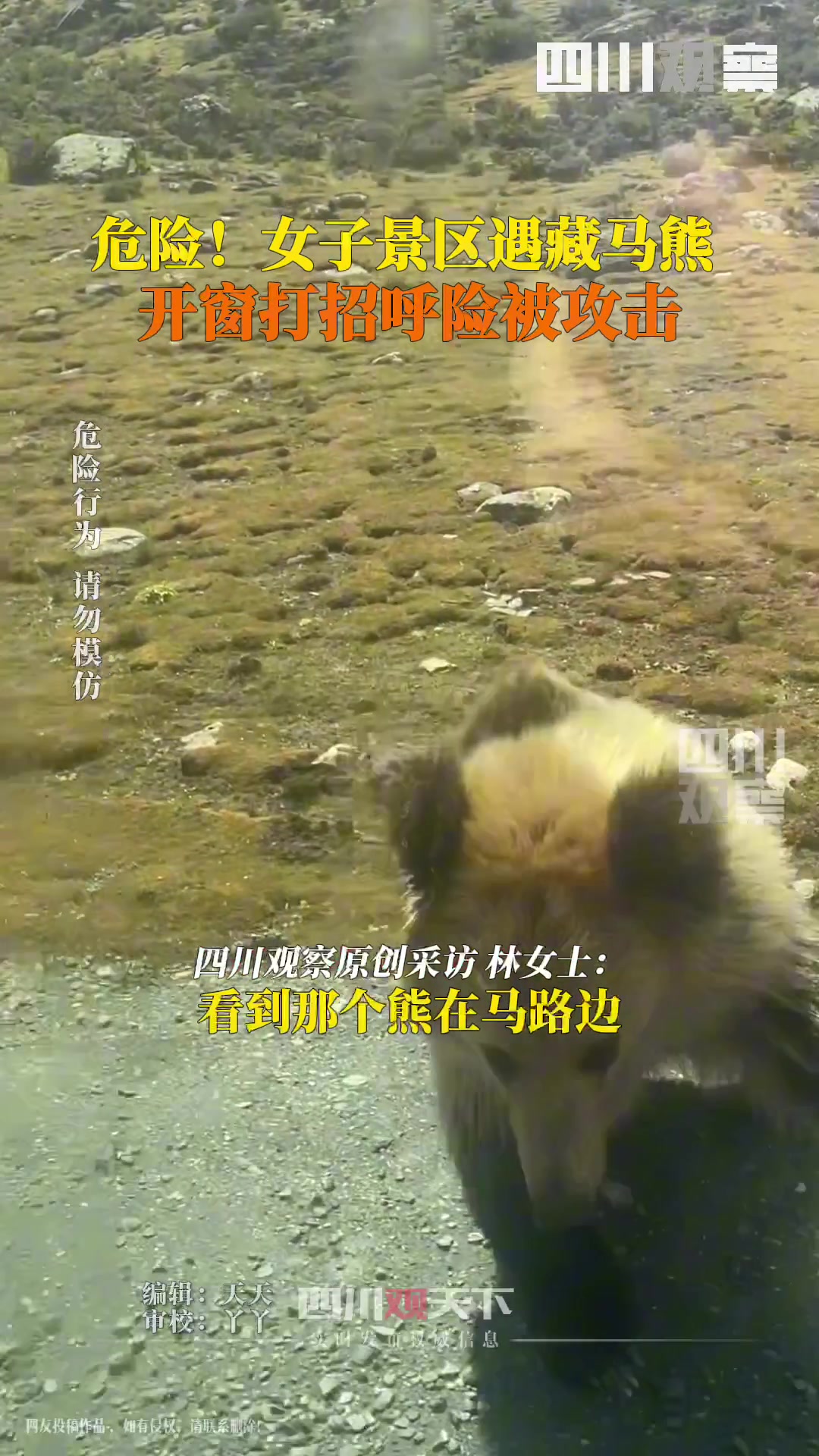 你是光头强女子景区遇藏马熊险被攻击！