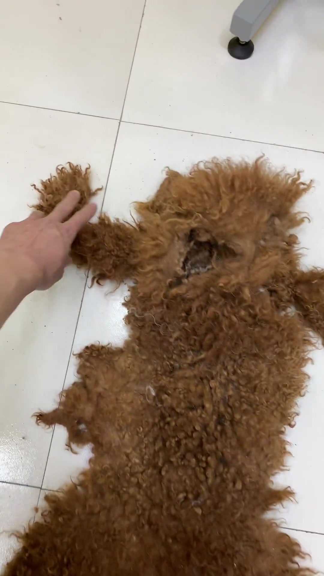 把泰迪的皮给拔下来做毛毯刚想开喷结果...