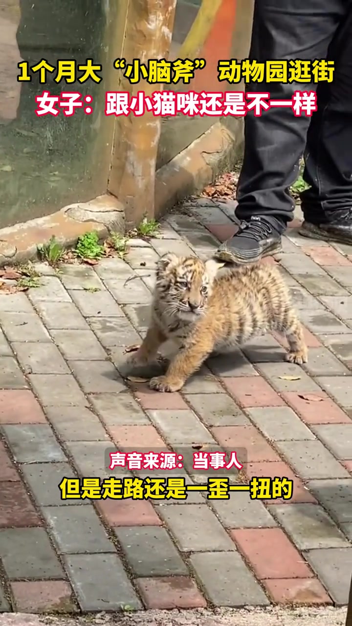 众所周知，老虎和猫还是有区别的！