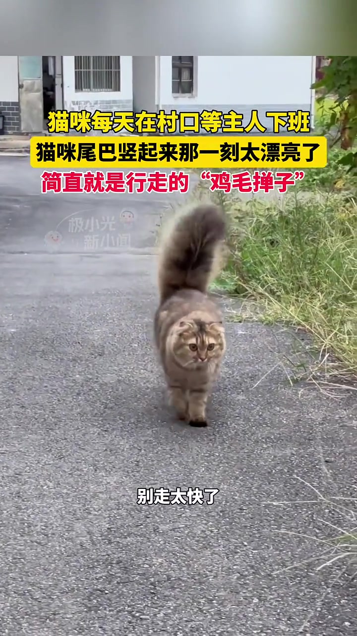 猫咪每天在村口等主人下班，尾巴翘起来像鸡毛掸子