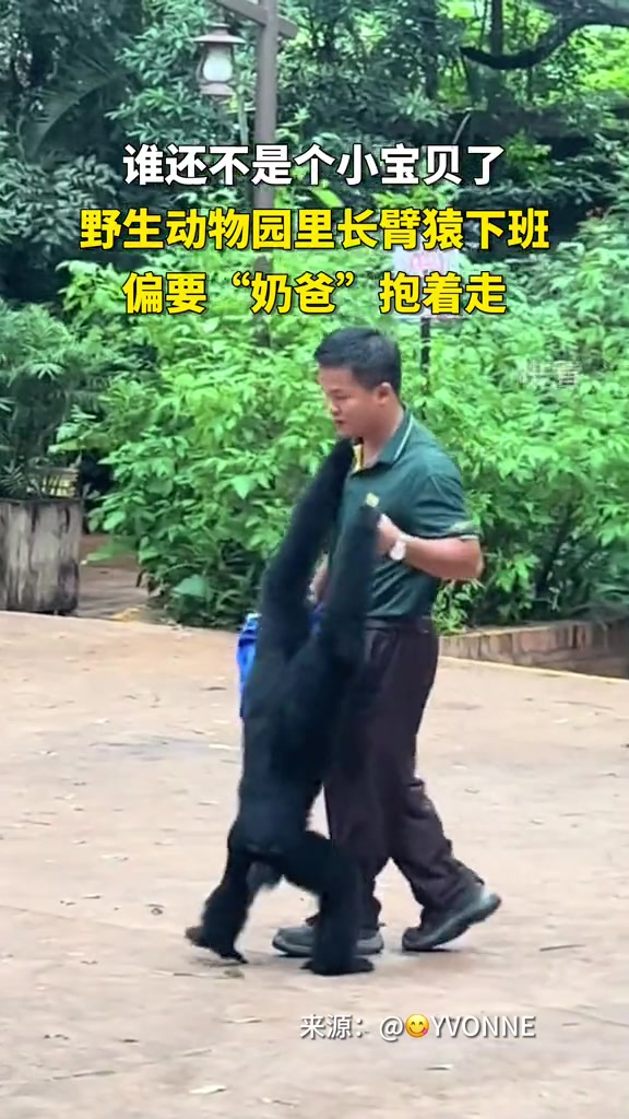 动物园离长臂猿下班了非要奶爸抱着走