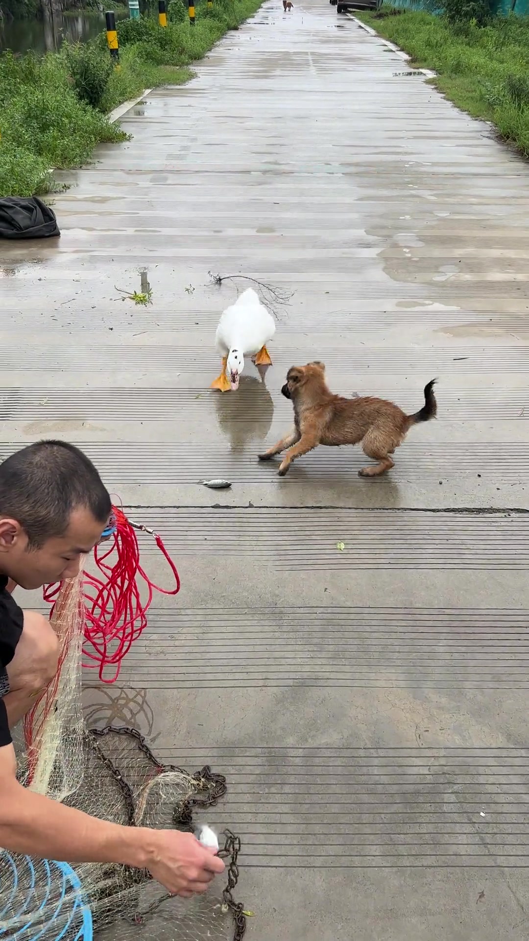 鸭子：走开走开，不是你的菜