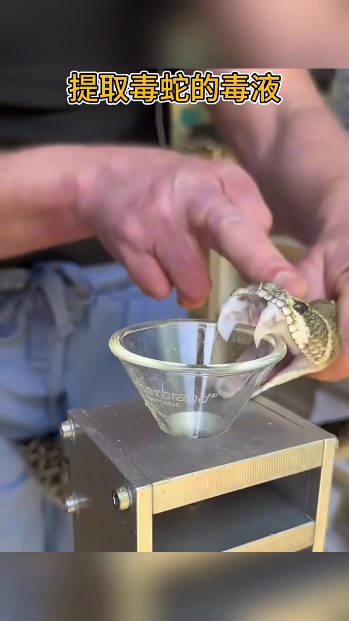 蛇的毒液比黄金还要珍贵呢！！