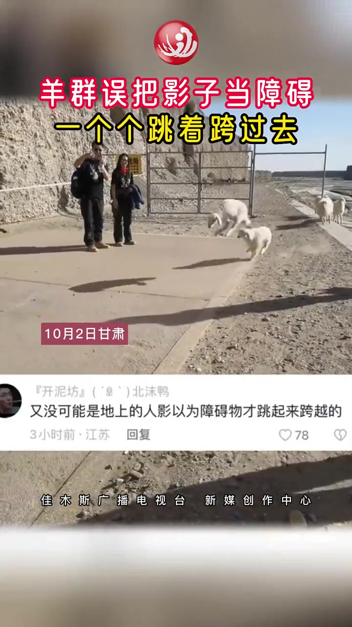 羊群误把影子当障碍，一个个跳着跨过去