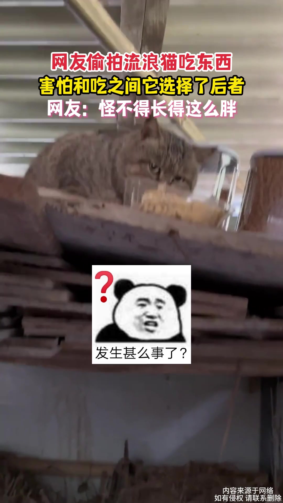 网友偷拍流浪猫吃东西，害怕和吃之间它选择了后者
