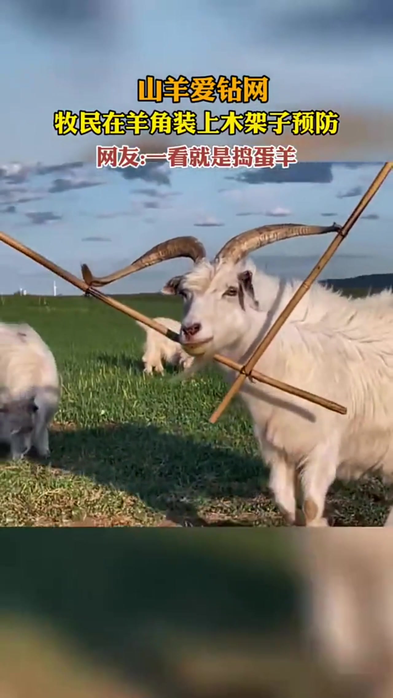 这就是goat！三角形具有稳定性！