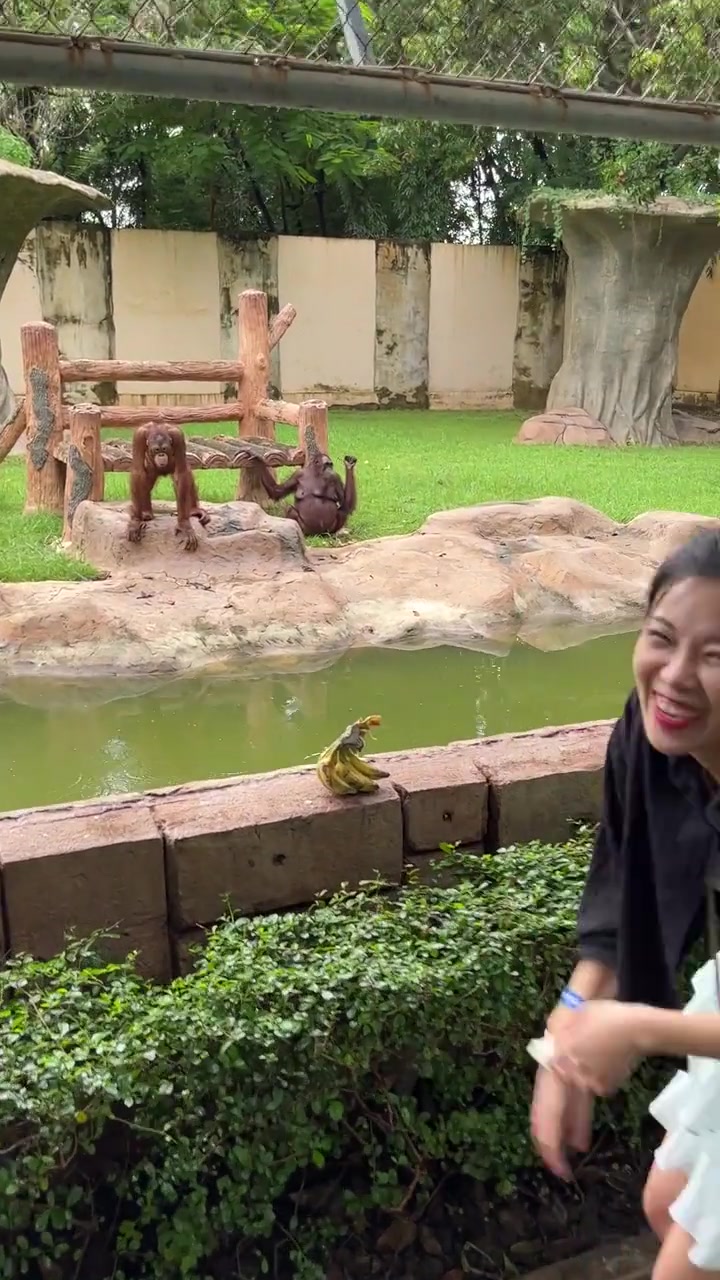 谁懂被猴子嘲讽，你们看看那只猴子的表情