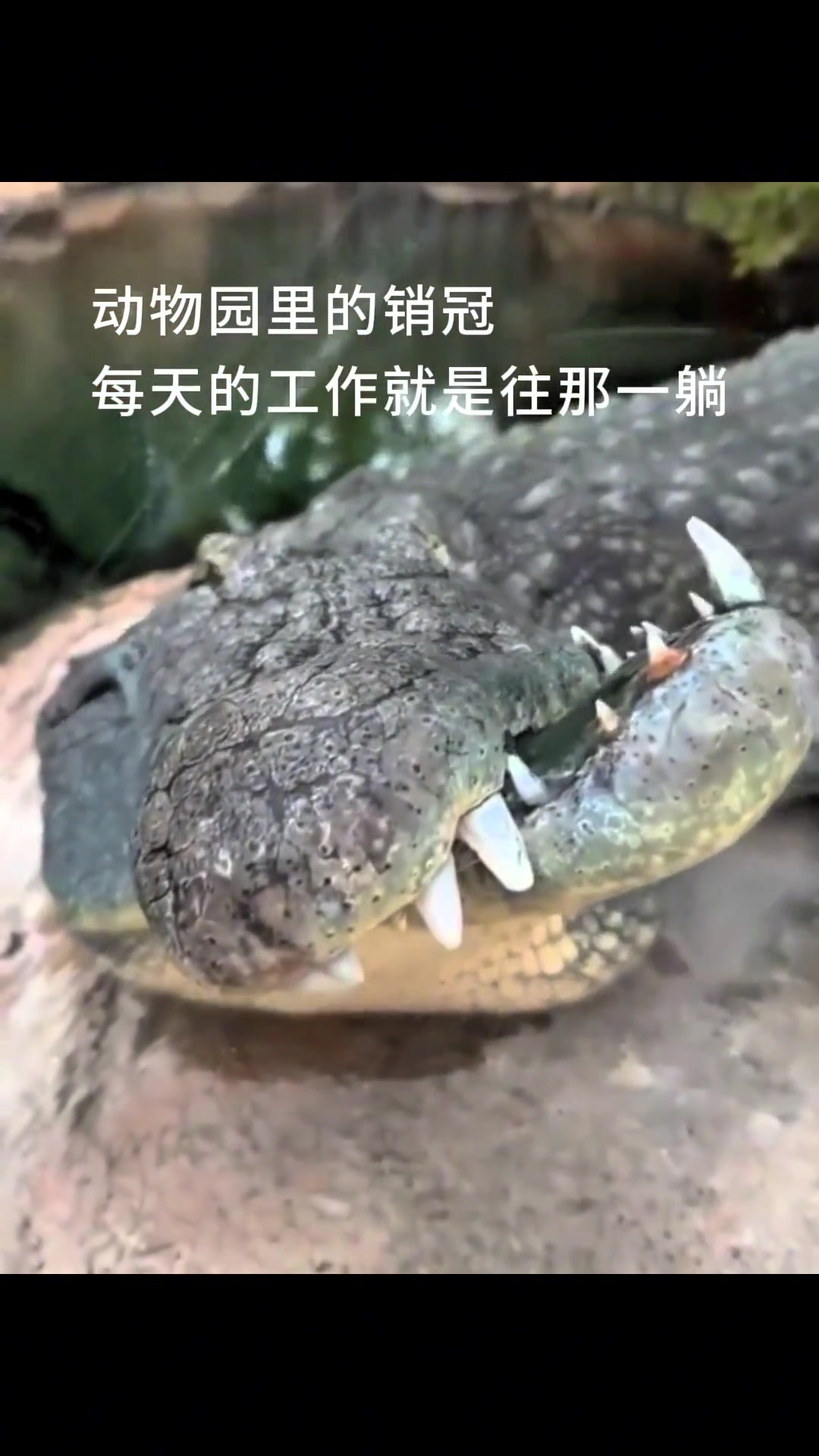 其他动物员工：我穷极一生搞抽象，却还是比不过这种天赋型选手