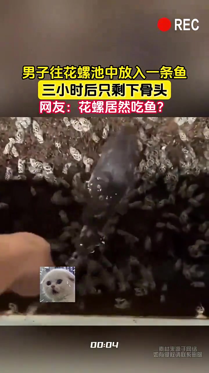 男子往花螺池投放一条鱼3小时后只剩下骨头