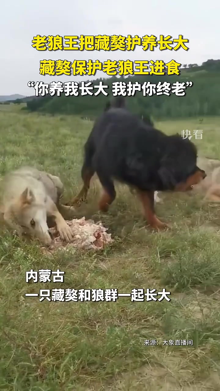藏獒保护“老狼王”！你养我到大，我护你到死！