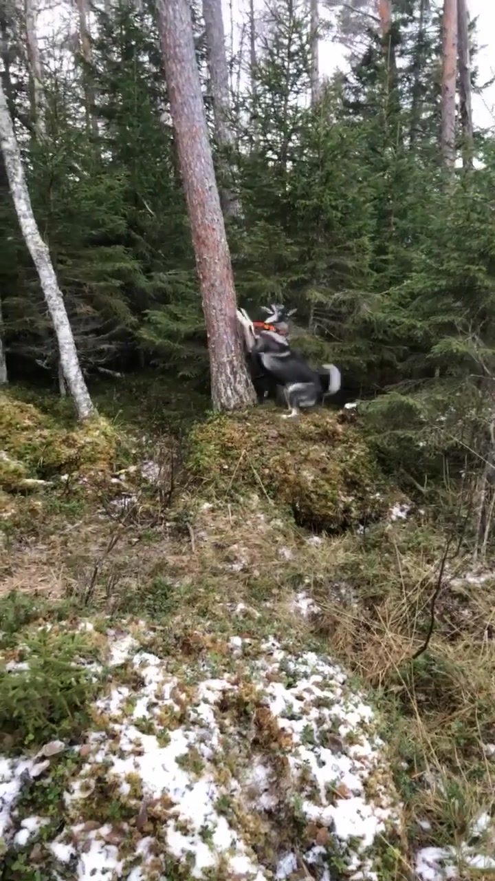 棕熊：天呐，我当时就是一个害怕极了，我怕给它挠似了