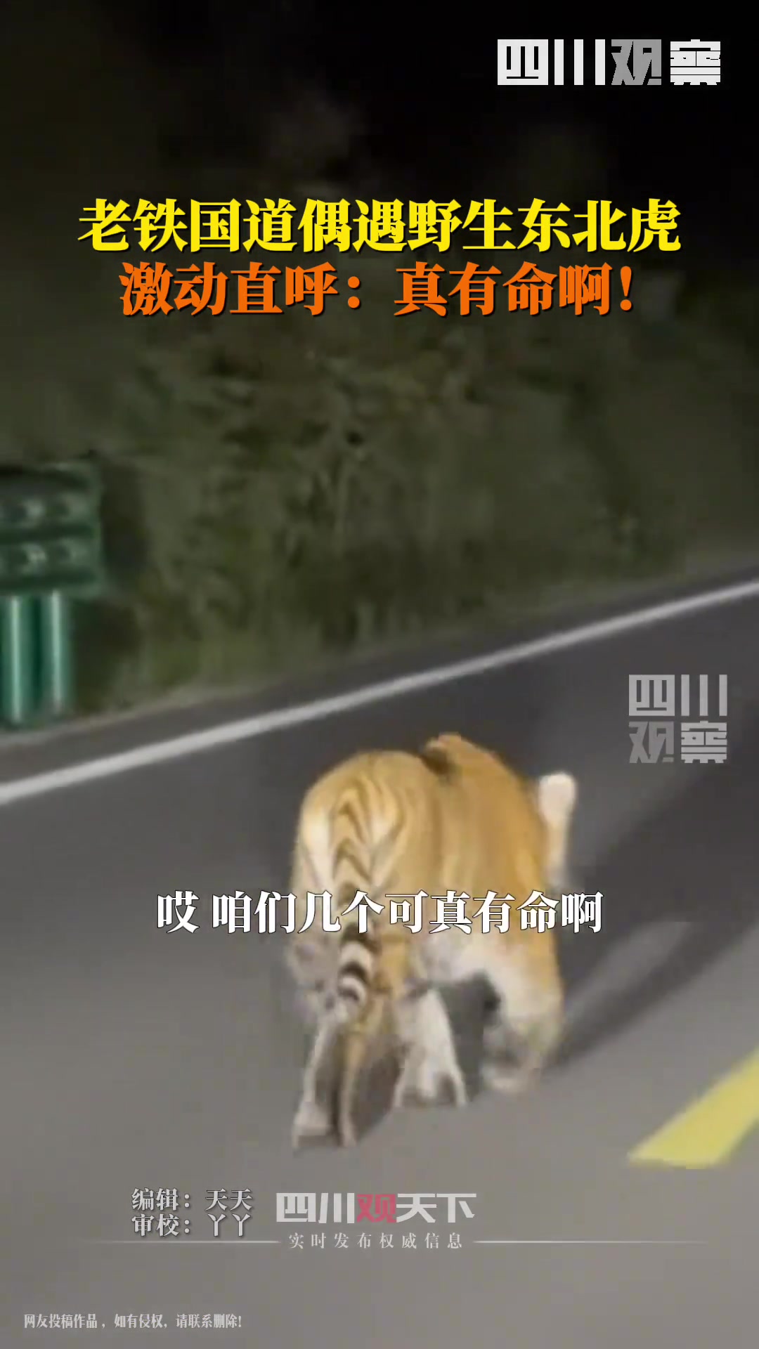 东北真是地大物博，路上还能碰到野生老虎！！