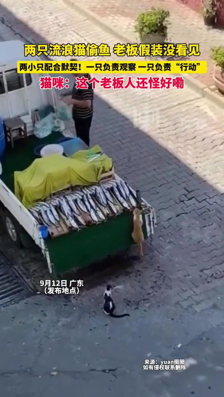 两小只配合默契！一只负责观察，一只负责“行动”