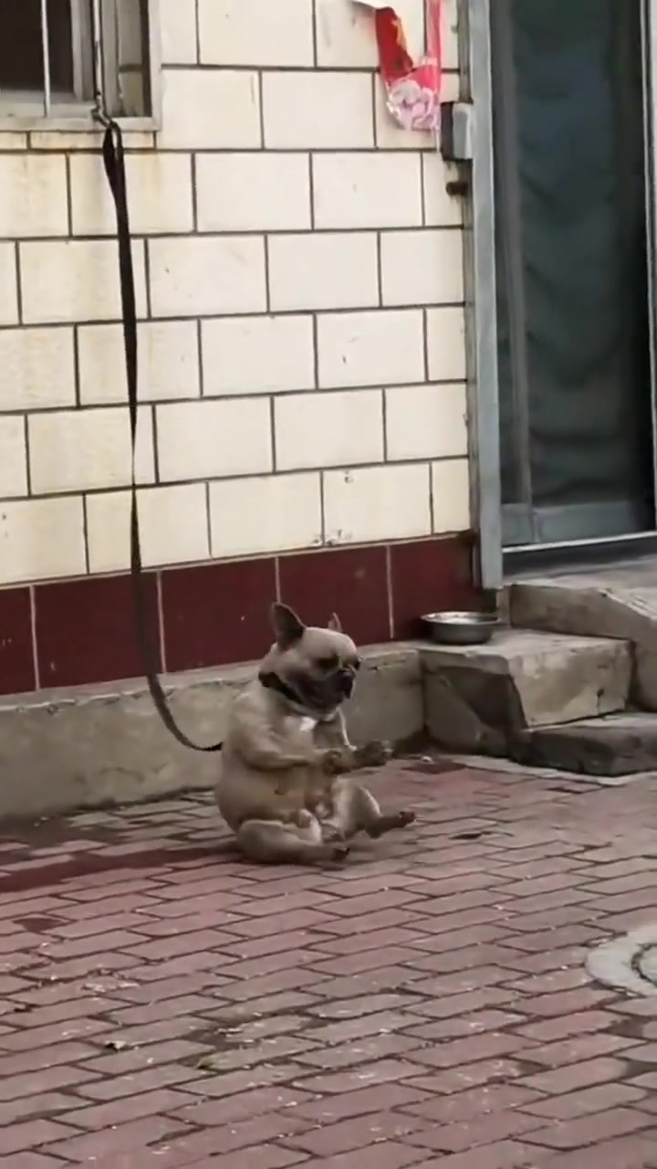狗都这么快乐，为啥我还这么累