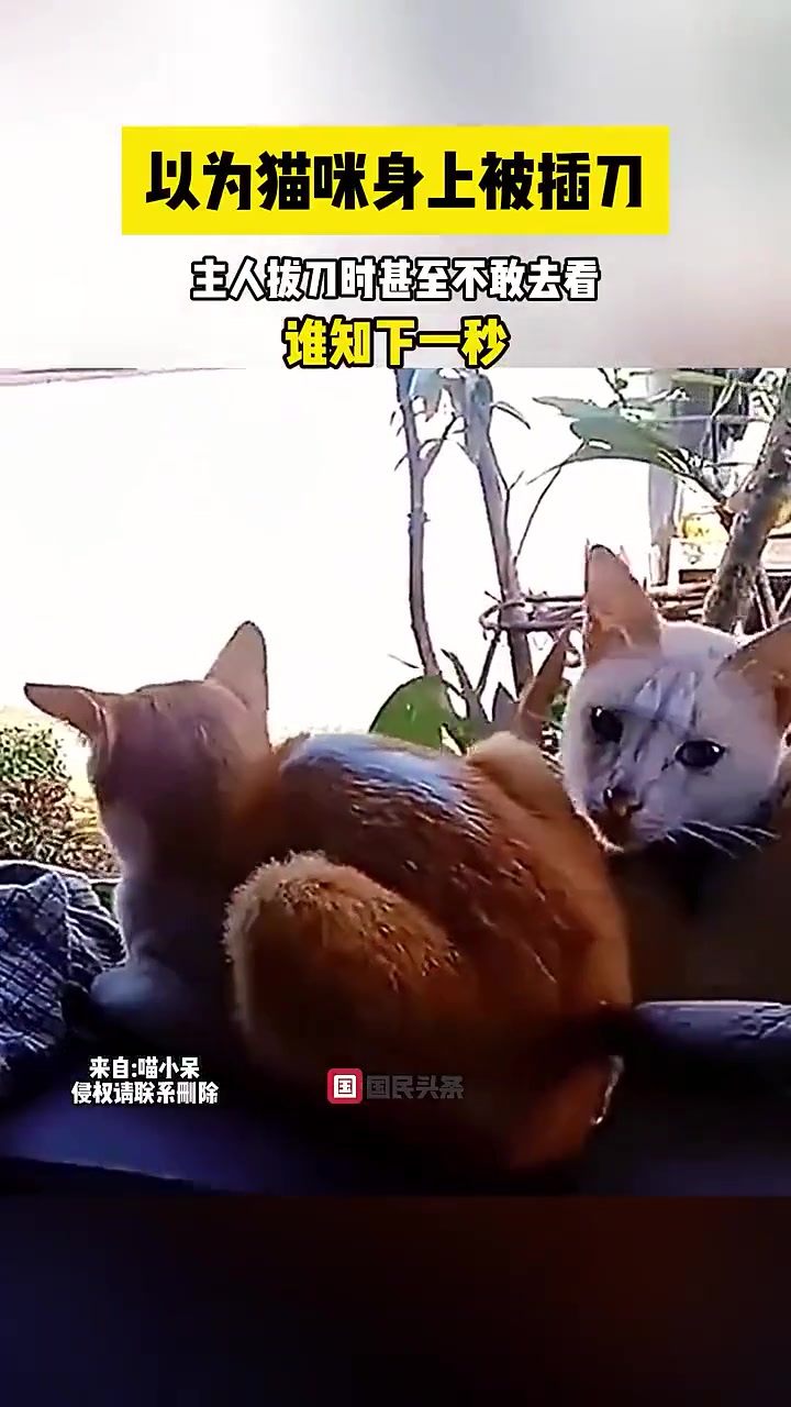 以为猫咪被插刀了