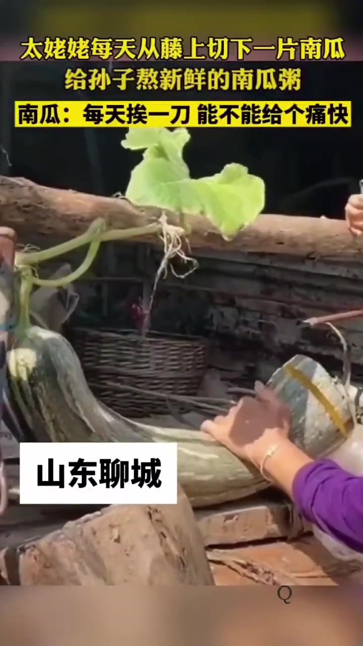 这南瓜是上辈子做了啥
