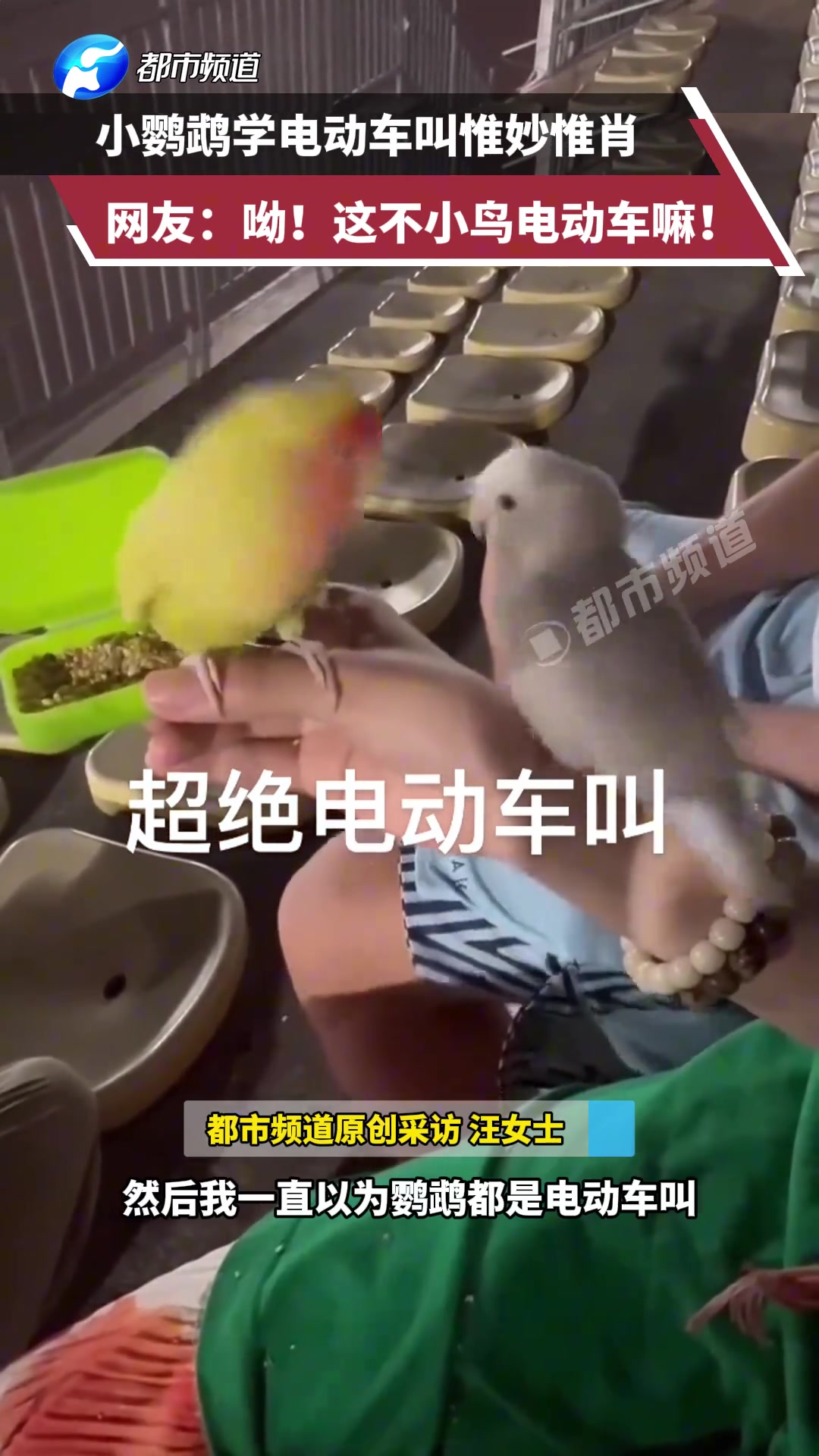 小鹦鹉学电动车叫惟妙惟肖，网友：呦！这不小鸟电动车嘛！
