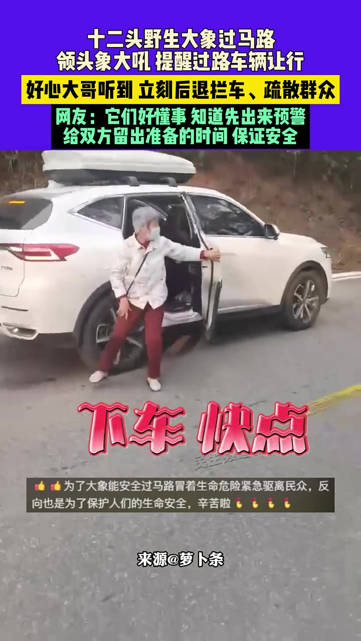 野生大象过马路大吼，工作人员听到立刻疏散人员车辆让行