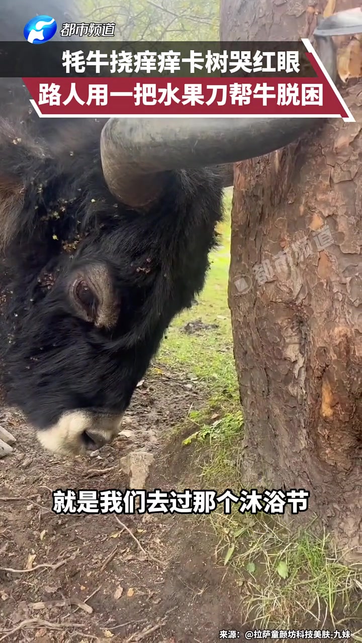 牦牛挠痒痒卡树，路人用水果刀解救
