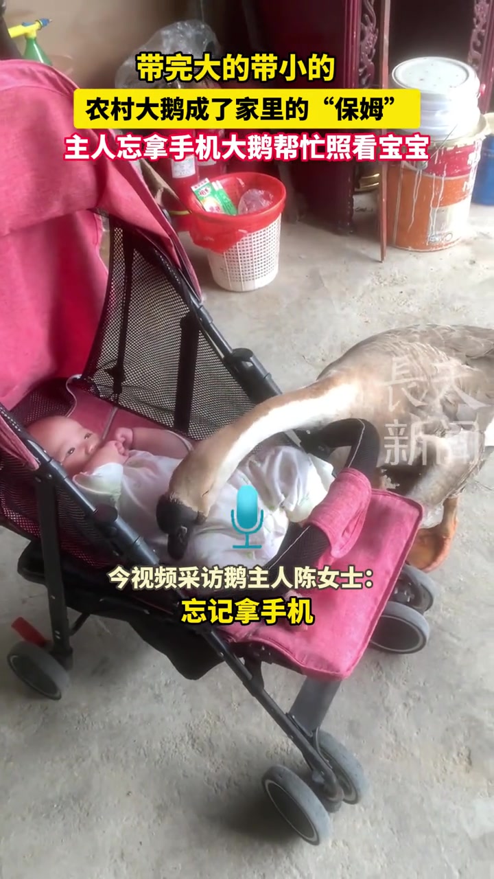 农村大鹅还知道帮主人看着宝宝