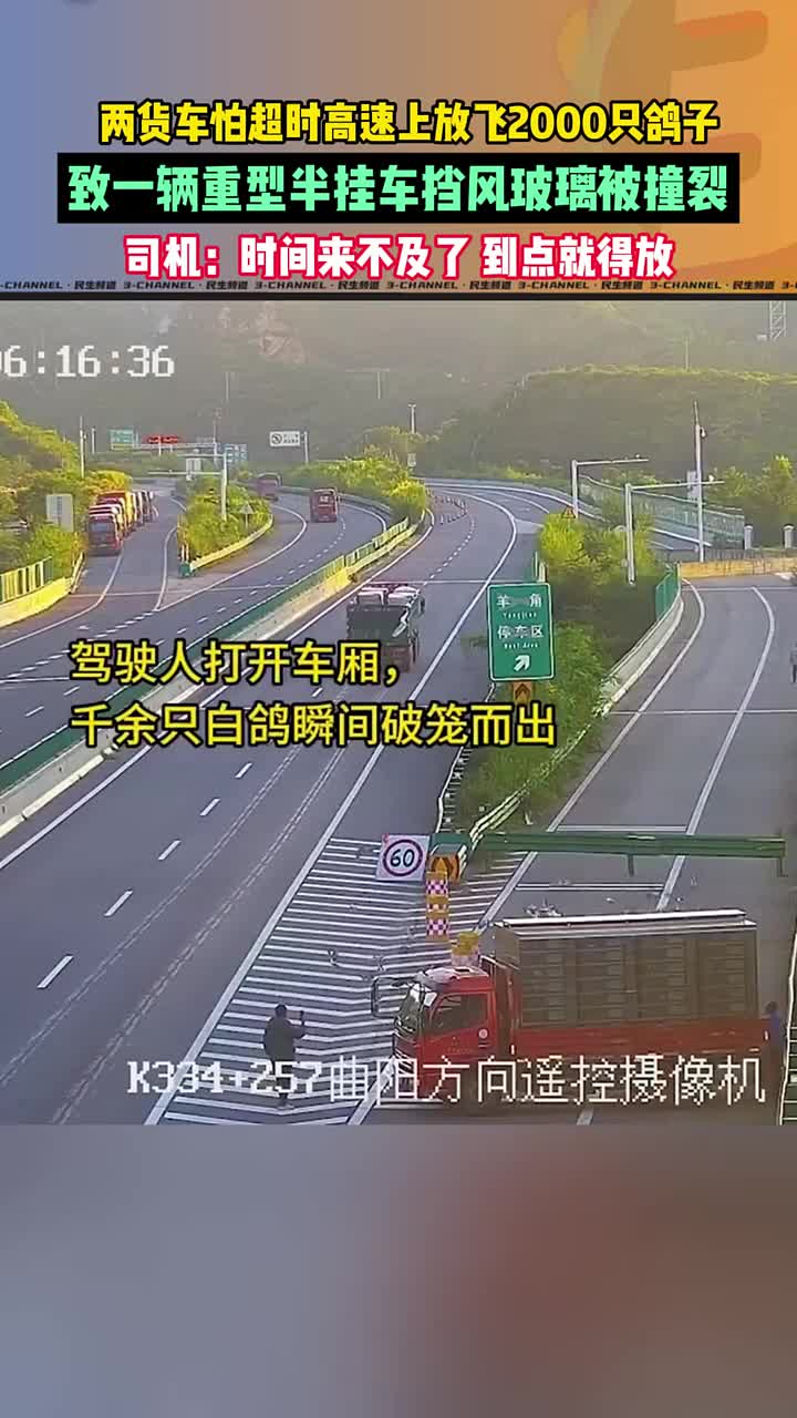 两货车怕超时高速上放飞2000只鸽子，半挂车挡风玻璃被撞裂