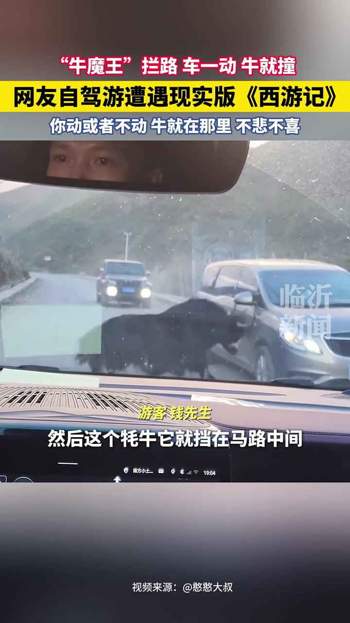 网友遭遇“牛魔王”拦路，车一动，牛就撞！