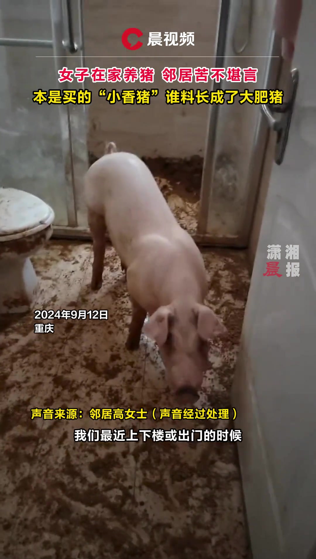 业主在家养猪邻居苦不堪言，买的“小香猪”竟长成了大肥猪