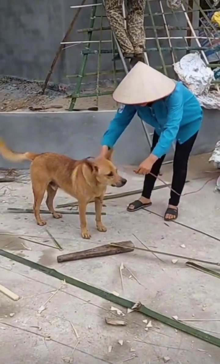 我以为是栓狗的，结果是用狗工了