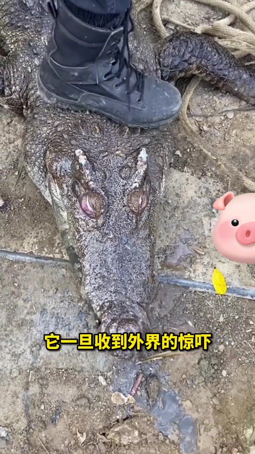 鳄鱼也会被淹死吗