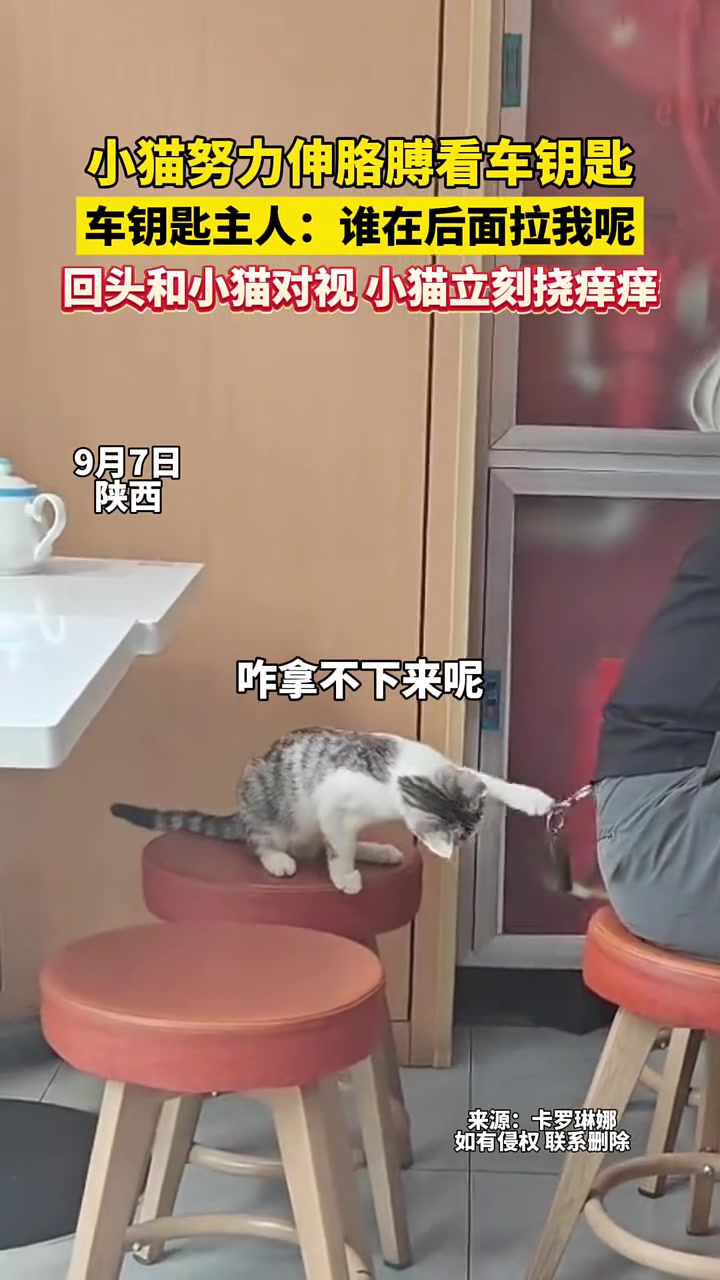 小猫努力伸胳膊掏车钥匙