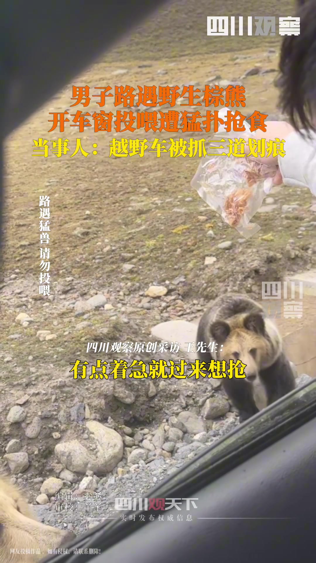 男子路遇野生棕熊，车身被抓出三道痕