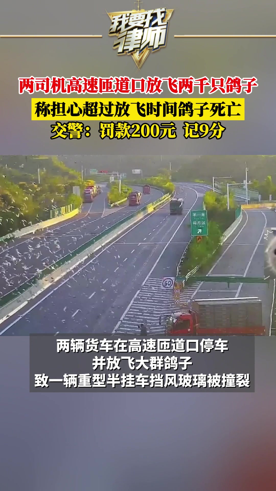 两司机高速匝道口放飞两千只鸽子