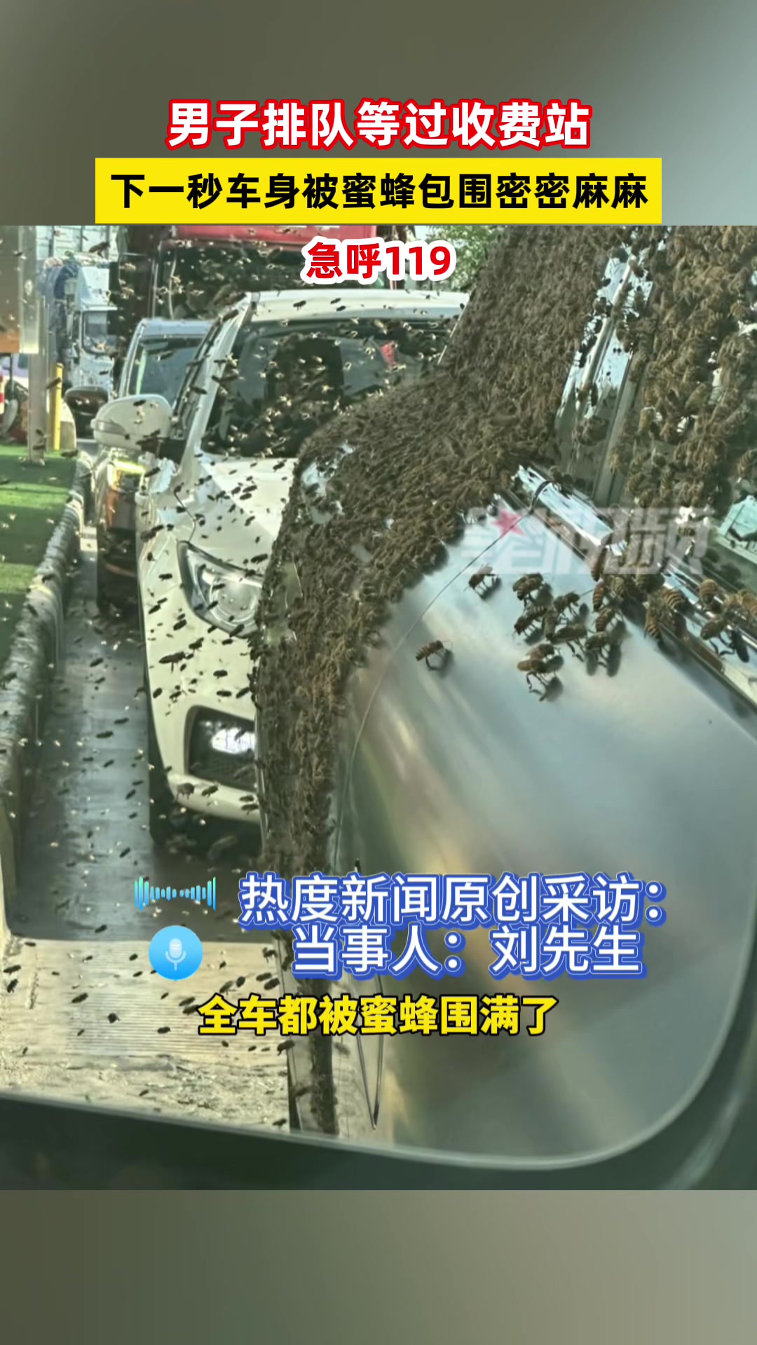 男子排队等过收费站，下一秒车身爬满蜜蜂