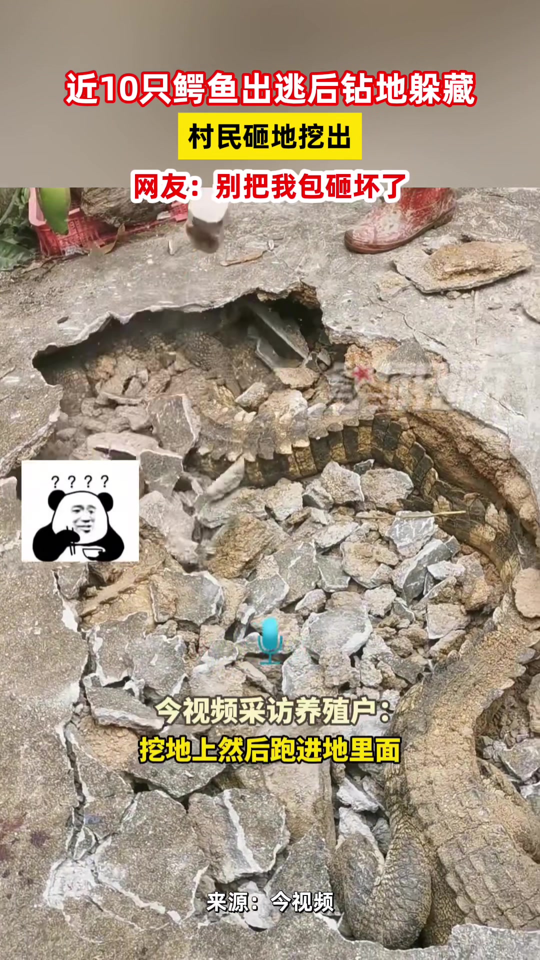 十只鳄鱼出逃后钻地躲藏，村民砸地挖出