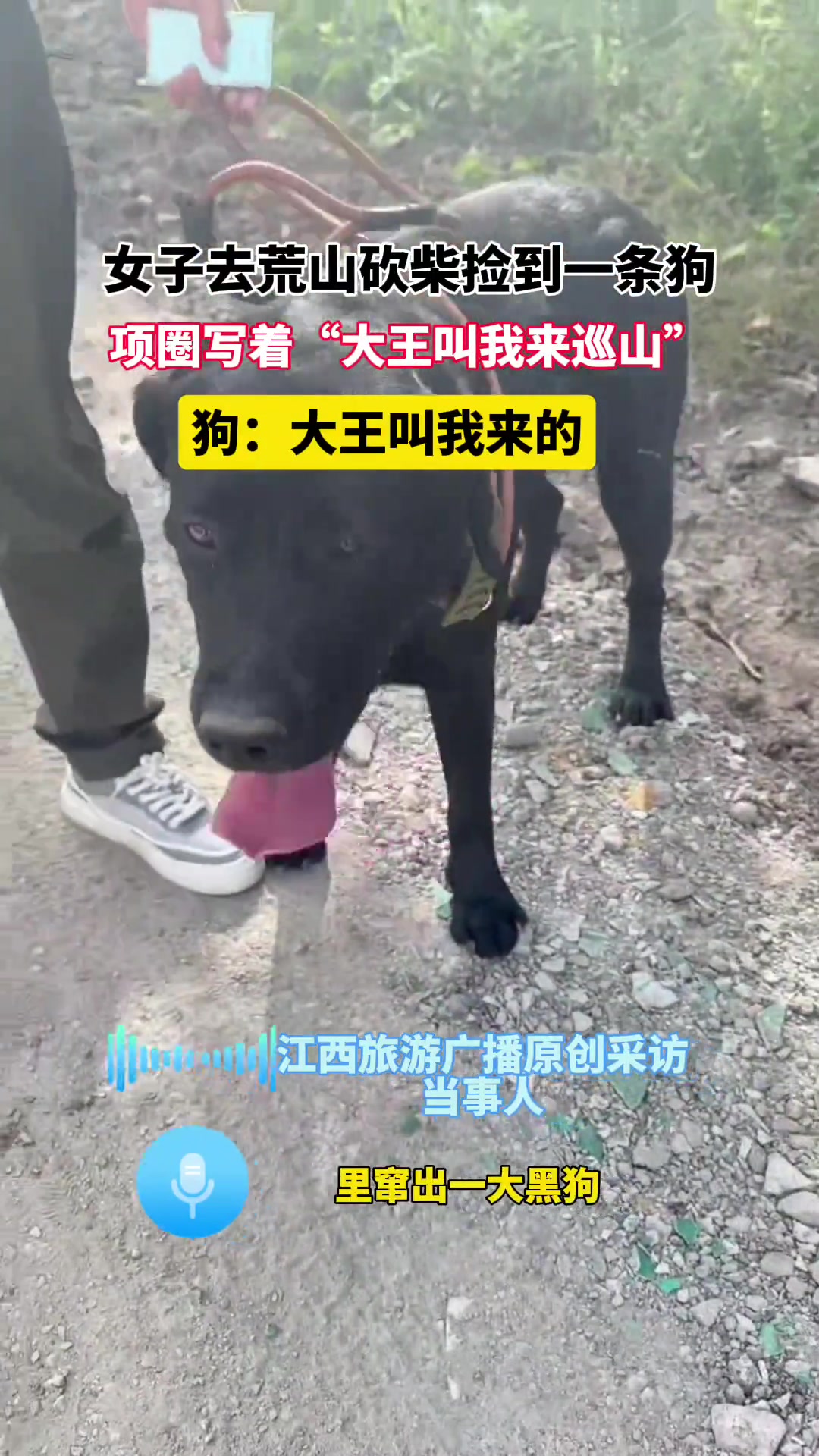 女子荒山砍柴，捡到一条狗