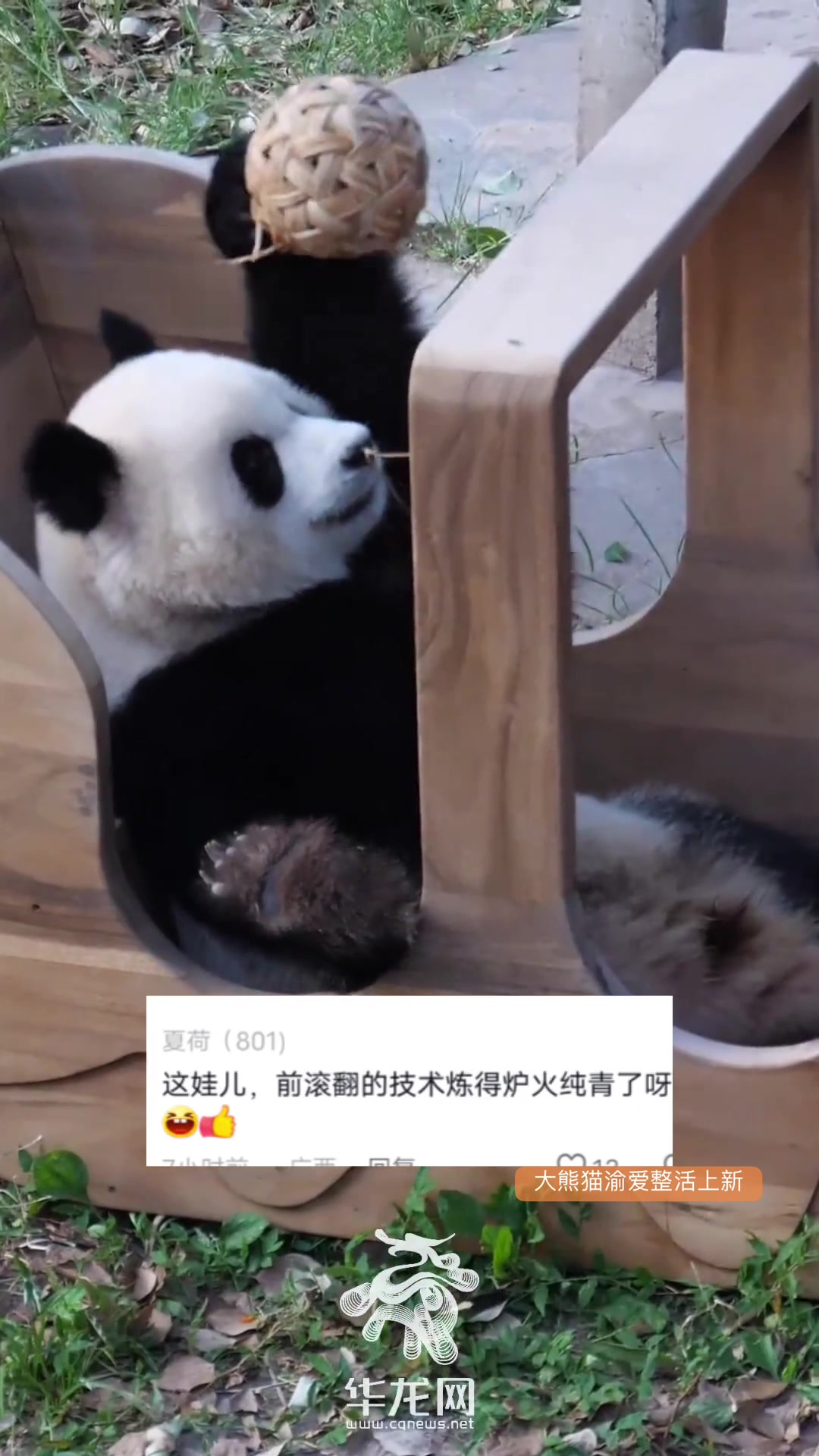 重庆动物园大熊猫渝爱，简直就是整活儿小能手！