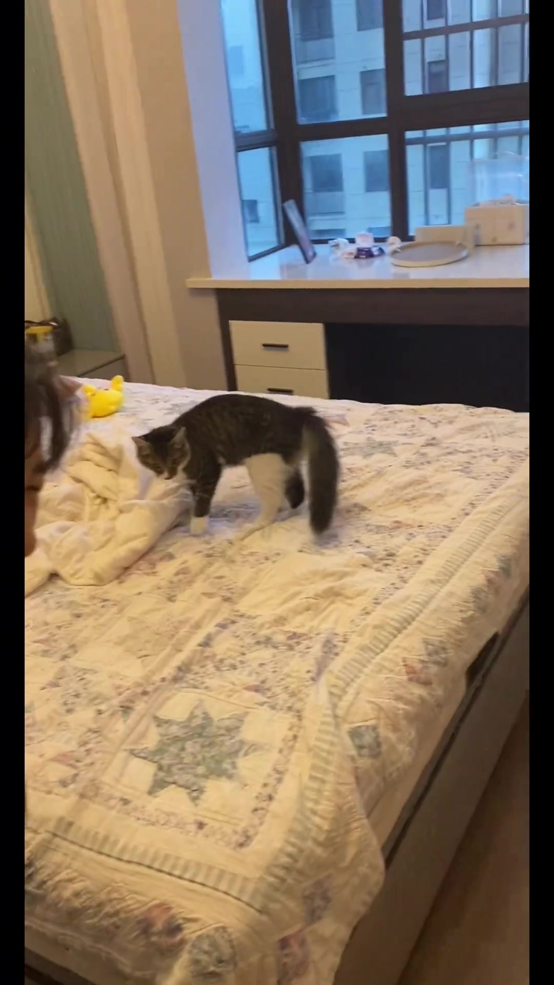 0帧起手我看了十遍也看不出来猫猫是怎么跳的！