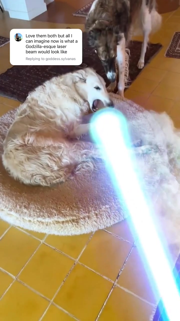 当细狗遇上特效！太好笑了！
