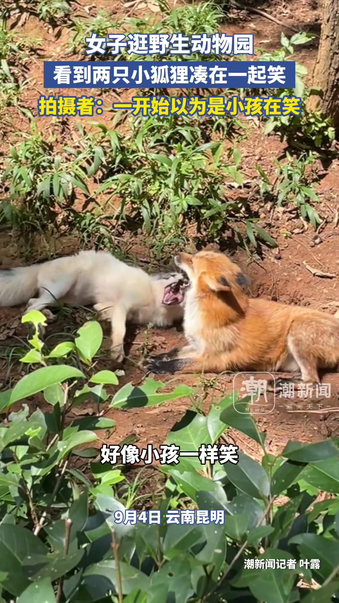小狐狸眯眼笑太有感染力了！